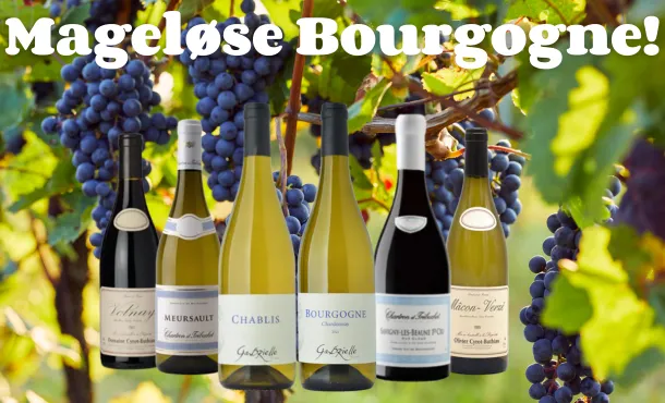 Mageløse bourgogne Mageløse bourgogne